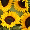Auringonkukat piristävät loppukesää – lue kukkatietoutta ja hoito-ohjeet!