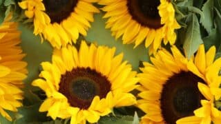 Auringonkukat piristävät loppukesää - lue kukkatietoutta ja hoito-ohjeet!