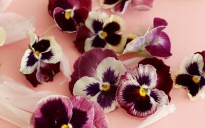 Herkuttele kukkasilla – syötävät kukat viimeistelevät juhlapöydän herkut