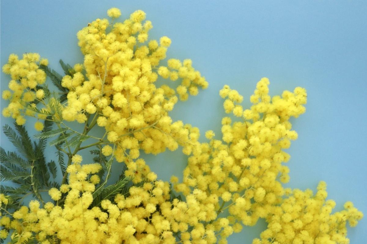 Naistenpäivä, keltaiset kukat