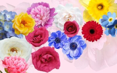 Kukat naistenpäiväksi – mitä kukkien värit kertovat?
