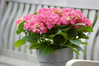 Kuukauden kotimainen kasvi on hurmaavasti kukkiva hortensia - lue hoitovinkit