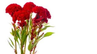 kukonheltta_celosia_argentea_cristata_leikkokukat_kasvikirjasto_ekukka