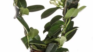 tuoksukonnos_stephanotis_floribunda_huonekasvit_kasvikirjasto_ekukka-scaled