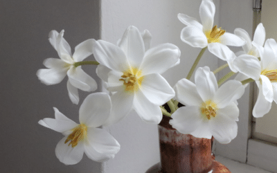 Trendikäs tulppaanihieronta tekee nuupahtaneesta kukasta taas tuoreen – näin käännät tulppaanin terälehdet auki