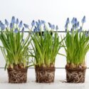 Sievä helmililja sopii keväisiin kukkakoristeisiin – 5 raikaista ideaa