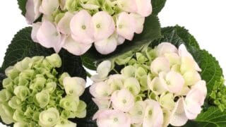 Hurmaavasti kukkiva hortensia - lue helpot hoito-ohjeet