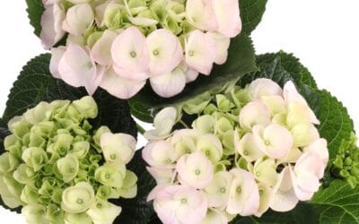 Hurmaavasti kukkiva hortensia – lue hoitovinkit
