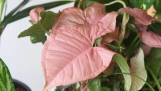 Vaaleanpunaiset viherkasvit - vinkit ja hoito-ohjeet