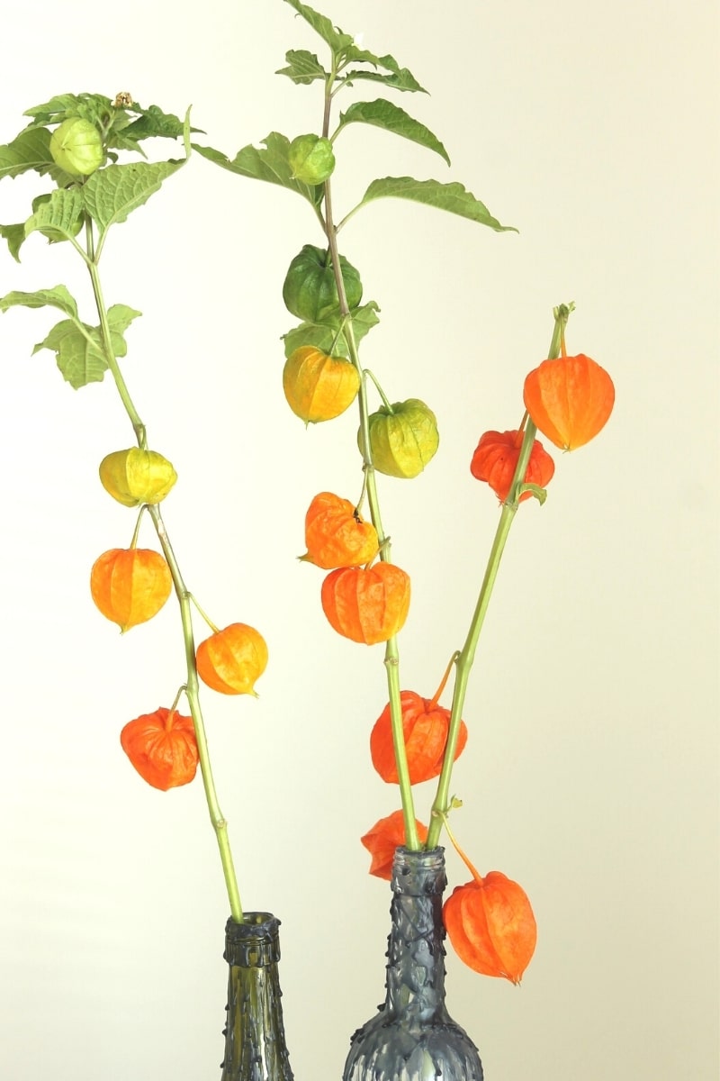 Lyhtykoiso on syksyn yksi suosituin oranssi kukka. eKukka.fi