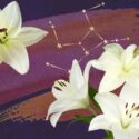 Lilja – Neitsyen horoskooppikukka