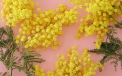 Mimosa loistaa kilpaa kevätauringon kanssa – lue käyttövinkit ja hoito-ohjeet!