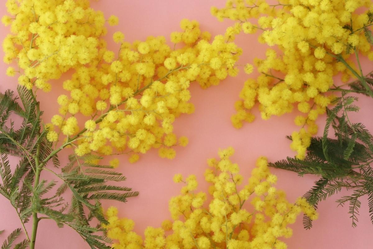 Mimosa Loistaa Kilpaa Kev tauringon Kanssa N in Hoidat Sit Oikein Mimosa Loistaa Kilpaa Kev tauringon Kanssa N in Hoidat Sit Oikein