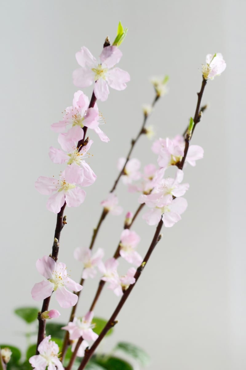 Kukkivat oksat ovat puuvartisia leikkokukkia, jotka tulevat kukkakauppoihin myyntiin keväällä. Koristekirsikka tuo sisälle ripauksen Japania.