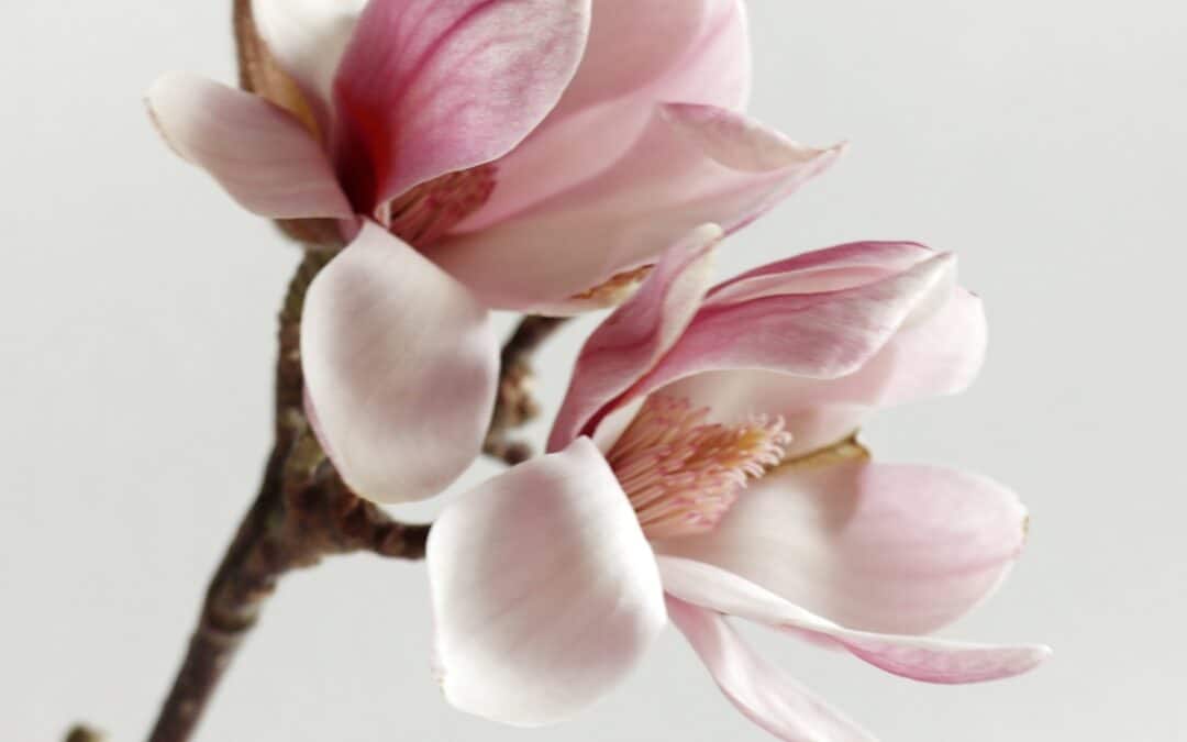 Kukkivat oksat ovat puuvartisia leikkokukkia, jotka tulevat kukkakauppoihin myyntiin keväällä.