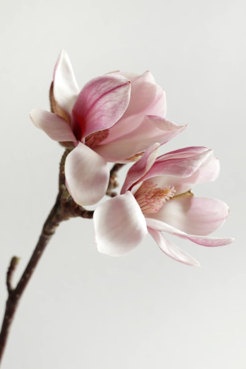 Kukkivat oksat ovat puuvartisia leikkokukkia, jotka tulevat kukkakauppoihin myyntiin keväällä. Magnolian kukassa on historian havinaa.