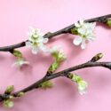 Kirsikanoksat tuovat kevätkotiin ripauksen japanilaisen hanami-juhlan tunnelmaa. Näin saat kirsikan kukkimaan maljakossa – katso ohje videolta!
