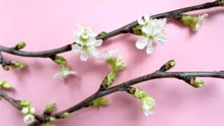 näin-saat-kirsikanoksat-kukkimaan-maljakossa-ekukka