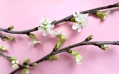 Kirsikanoksat tuovat kevätkotiin ripauksen japanilaisen hanami-juhlan tunnelmaa. Näin saat kirsikan kukkimaan maljakossa – katso ohje videolta!