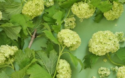 Oletko floristimestari vai kotifloristi? Testaa kukkatietosi ja tunnista kesäsesongin leikkokukat!